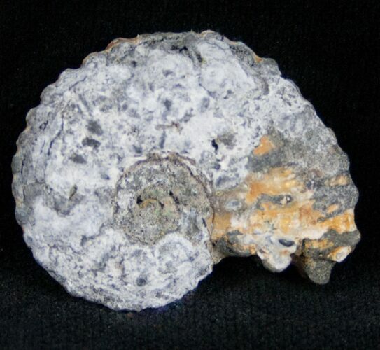 Pyritized Ammonite From Russia - #7295